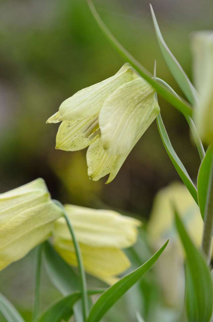 Kaiserkrone (Fritillaria) 'Pallidiflora'